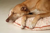 paraperro_hundekissen_glockenblumenklang_2