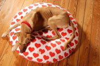 paraperro_hundekissen_herrlichherzlichherzig