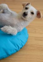 paraperro_hundekissen_hundvonwelt3