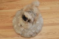 paraperro_hundekissen_schoenschreiberei1