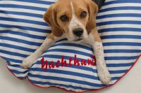 paraperro_hundekissen_seehund_Yachthund_1