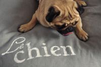 paraperro_hundeschlafplatz_chien_3