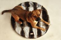 paraperro_plaid_chinchilla_1