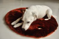 paraperro_plaid_orangemink_4