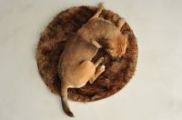 paraperro_plaid_wolf_1