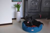 paraperro_tubed_petrol_1